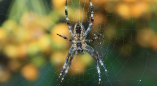 Гигантски невиждани досега паяци с размер от цели 8 сантиметра