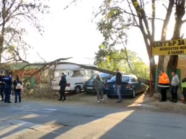 Голям клон на дърво падна върху 5 автомобила в Бургас.