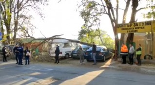 Голям клон на дърво падна върху 5 автомобила в Бургас