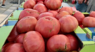Куртовският розов домат е един от зеленчуците за които страната