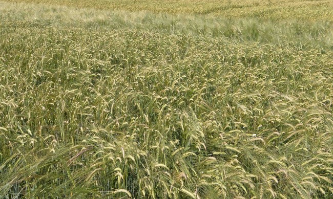 Над 696 000 тона фуражно зърно е прибрано в Добричко