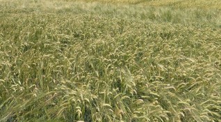 Произведеното фуражно зърно в Добричкия регион надхвърля 696 000 тона