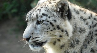 Три снежни леопарда починаха от коронавирус в Детския зоопарк в