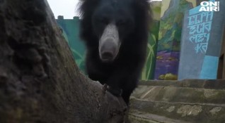 Дългоочакваната бърнеста мечка Шрея пристигна в столичния зоопарк за да