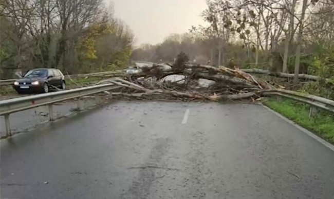 Силен вятър събори дърво на пътя край Бургас