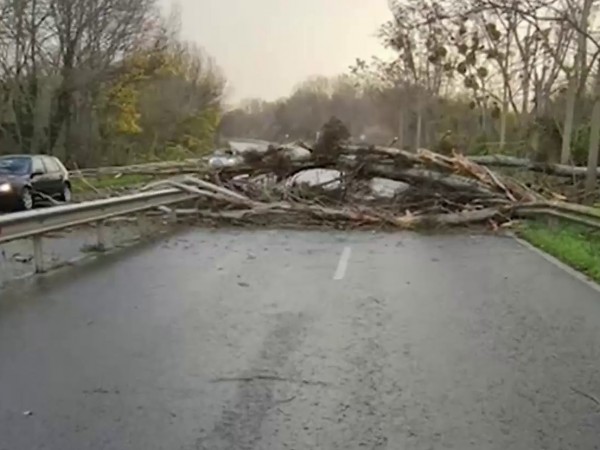 Ураганен вятър събори дърво на пътя Бургас – Созопол, съобщи