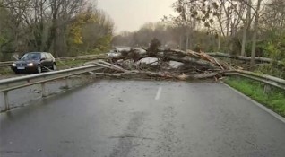 Ураганен вятър събори дърво на пътя Бургас Созопол съобщи