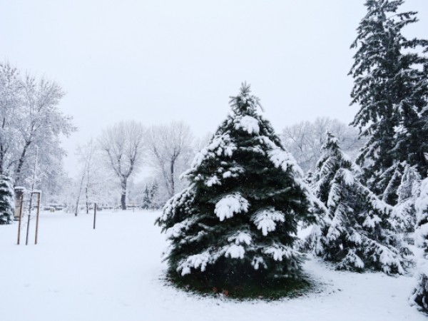 "До два часа снеговалежът в София ще спре. Той ще
