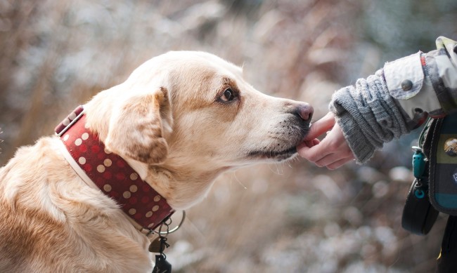 22 кучета от приюта в София са осиновени в Германия 