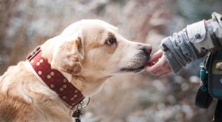 22 кучета от приютите на столичното общинско предприятие Екоравновесие заминаха