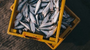 Диетолози твърдят че най полезните морски риби през зимата са скумрията