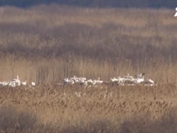 Специална дървена ограда ще пази къдроглавите пеликани в резервата "Сребърна"