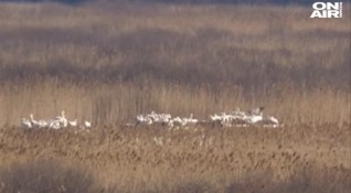 Специална дървена ограда ще пази къдроглавите пеликани в резервата Сребърна