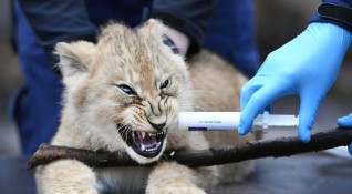 Ветеринар ваксинира 3 новородени лъвчета в зоологическата градина в нидерландския