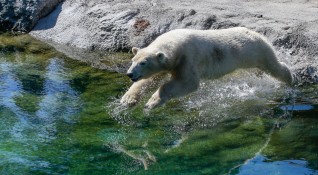 Най възрастната полярна мечка в Европа Катюша почина на 37 годишна възраст