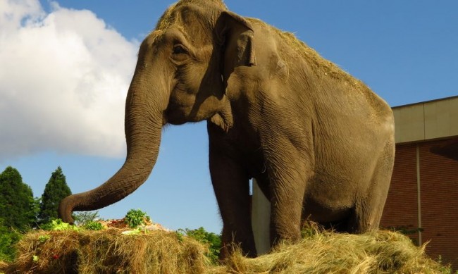 На 59 години почина слоницата Артайда от зоопарка в София 