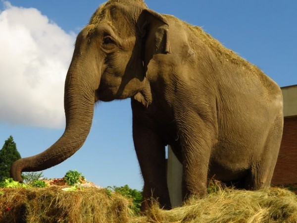 Индийската слоница Артайда – най-възрастното животно в Софийския зоопарк, е