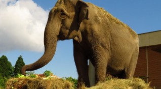 Индийската слоница Артайда най възрастното животно в Софийския зоопарк е
