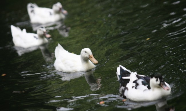 Унищожават пекински патици от огнище на птичи грип в Хасковско