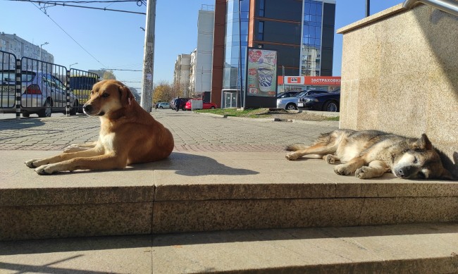Ръст на осиновените кучета в София в последните години