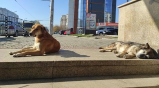Има ръст на осиновяванията на бездомни кучета в София в