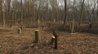 Незаконна сеч на над 1600 дървета от общинска гора е