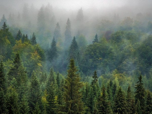 "Изваждането на Агенцията по горите от структурата на Министерството на