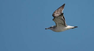 Около 30 000 водолюбиви птици в района на Северното Черноморие бяха