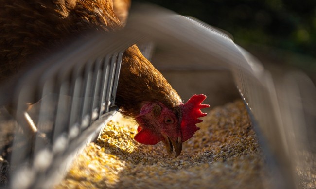 17 000 кокошки ще бъдат убити в Нидерландия заради птичи грип