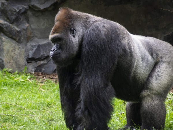 На 61-годишна възраст почина вой-възрастната мъжката горила на име Ози,