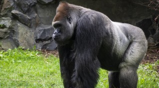 На 61 годишна възраст почина вой възрастната мъжката горила на име Ози