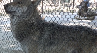 От клетката си е избягал мъжкият вълк в зоопарка разположен