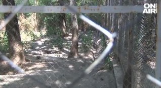 Избягалият вълк в Хасково е ухапал дете в парк Кенана