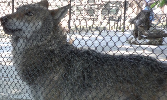 Откриха вълка, избягал от зоопарка в Хасково 