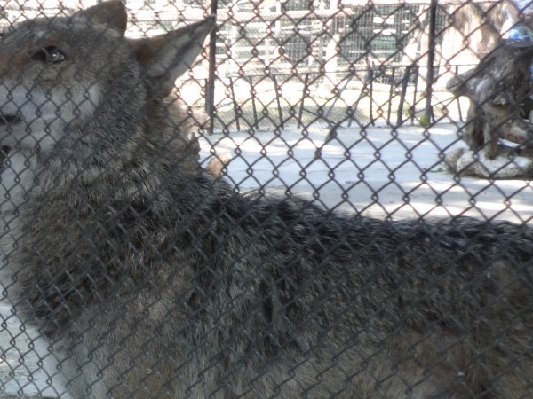 Заловен е избягалият от зоопарка в Хасково вълк, съобщиха от