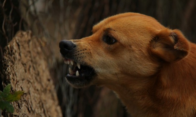 Куче нахапа пет деца в Южния парк