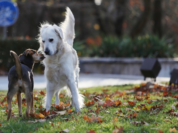 Куче нахапа четири деца в Южния парк в София. По