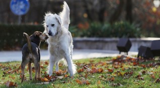 Куче нахапа четири деца в Южния парк в София По първоначална