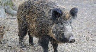 Африканската чума по диви прасета циркулира в Пернишка област съобщи