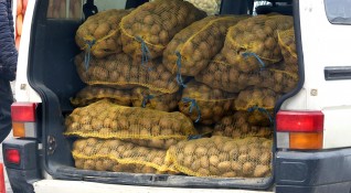 Издадена е смъртна присъда за българските картофопроизводители и то от
