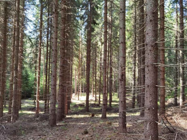Открити са нарушения при превозване на дървесина, добита от горска