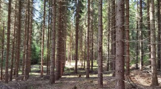 Открити са нарушения при превозване на дървесина добита от горска