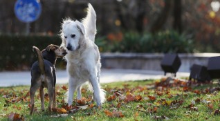 Незаконната търговия с кучета процъфтява в България според проучване на