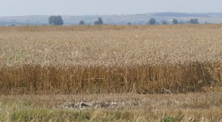 Пшеницата продължава да поскъпва достигайки нови рекорди Още по темата24