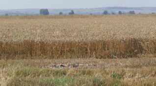 На световния пазар цените на пшеницата растат Износът от Украйна