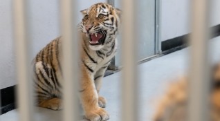 В атракцион във Флорида тигър е нахапал работник вчера следобед
