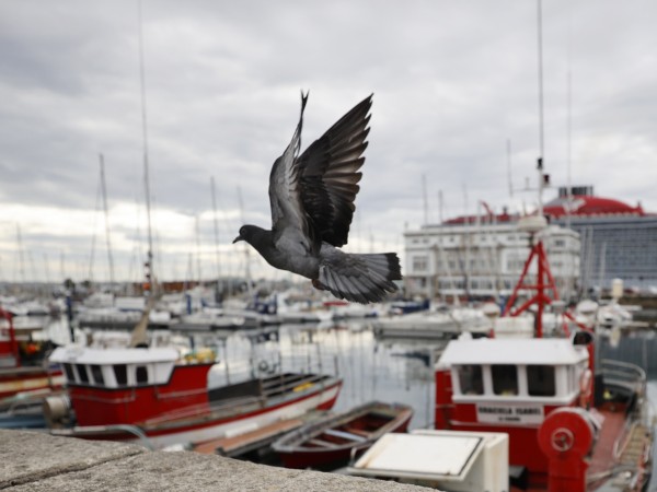 Гълъб прелита над прибраните на пристанището рибарски лодки в испанския