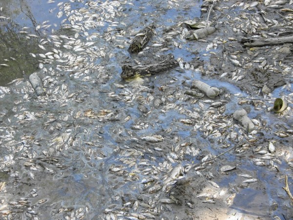 Мъртва риба изплува в язовир край Варна. Институциите разследват риск