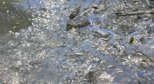 Мъртва риба изплува в язовир край Варна Институциите разследват риск