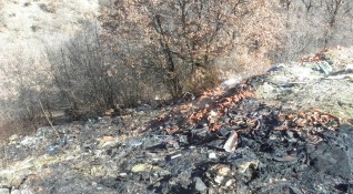 Пожар унищожи близо пет декара гора в землището на Кричим